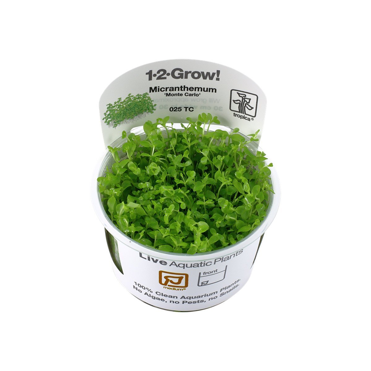 Tropica Micranthemum tweediei Monte Carlo