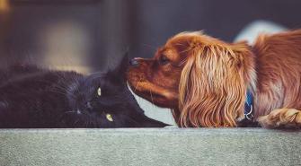 Hund und Katze aneinander gewöhnen