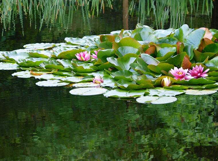 Teichmythen: Die Pflege des Gartenteichs