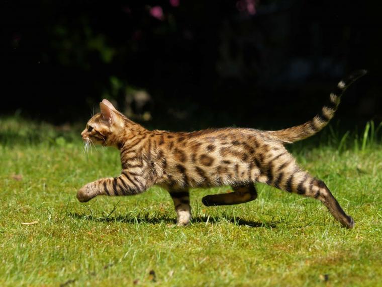 Bengal Katze Bengalkatze