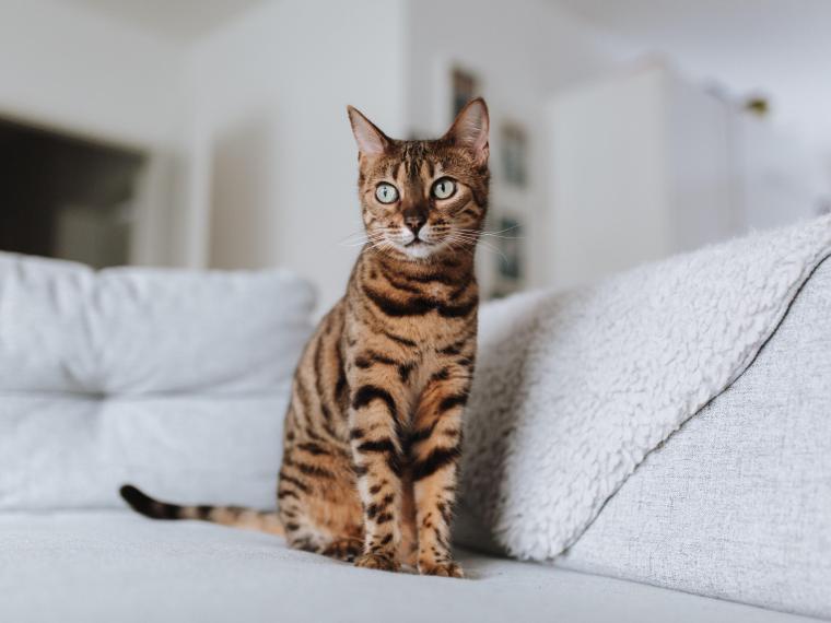 Bengal Katze Bengalkatze