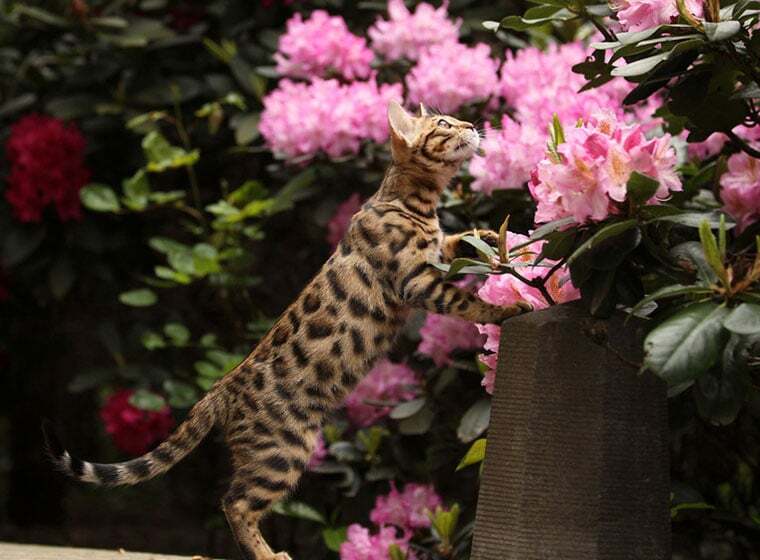 Bengal Katze Bengalkatze