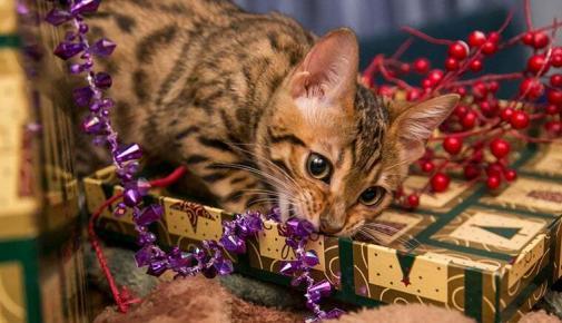Katze liegt zwischen Weihnachtsgeschenken und spielt mit Geschenkband.