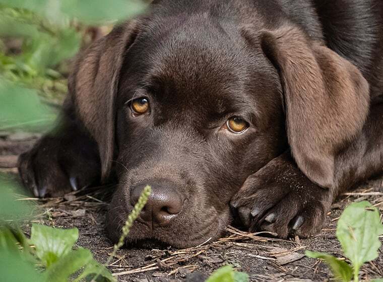 Labrador Labrador Retriever Welpe
