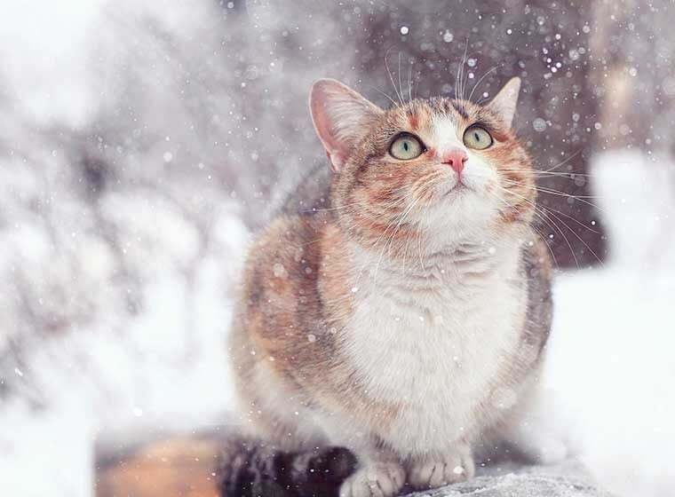 Freigänger im Winter