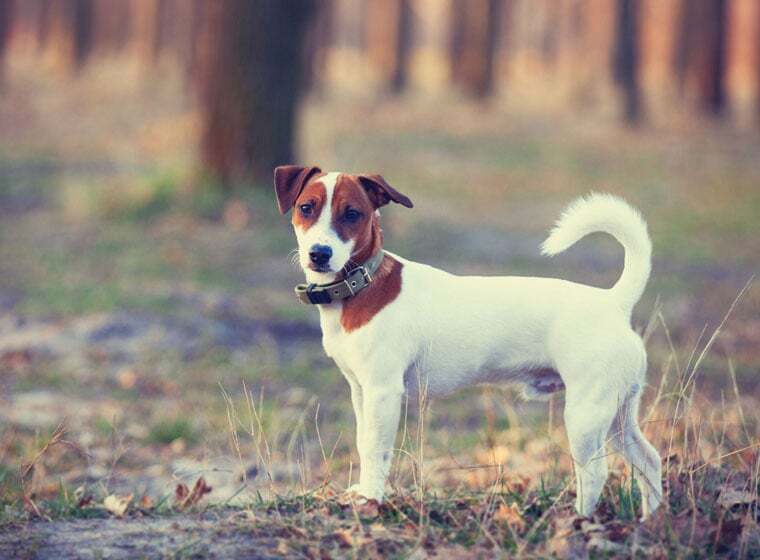 Jack Russel Terrier