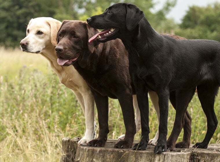Labrador Labrador Retriever