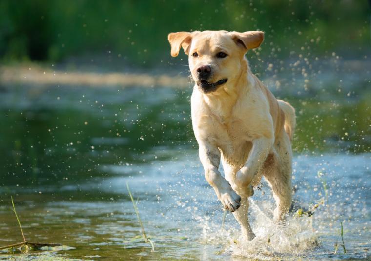 Labrador Labrador Retriever im Wasser