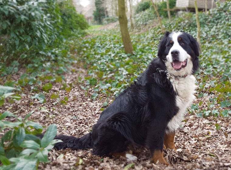 Berner Sennenhund
