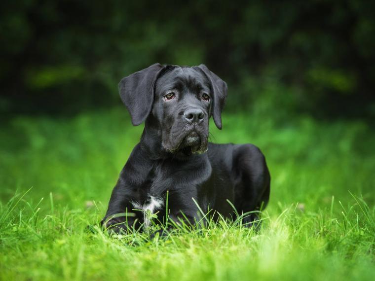 Cane Corso cane corso welpe