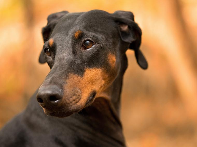 Dobermann dobermann