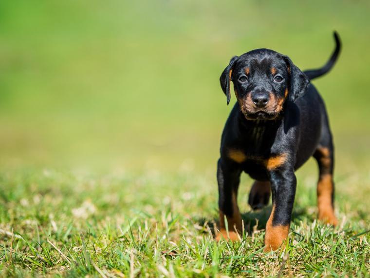 Dobermann Welpe Dobermann Welpe