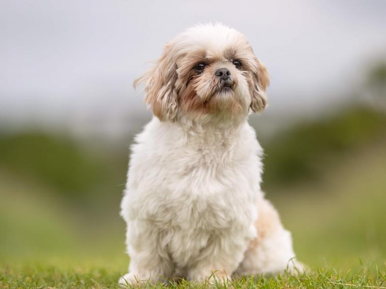 shih tzu