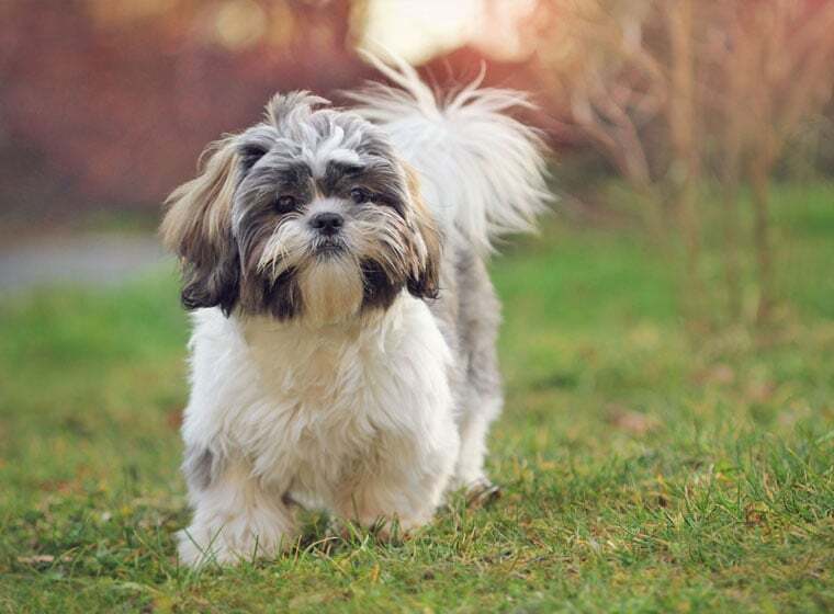 Shih Tzu Shih Tzu