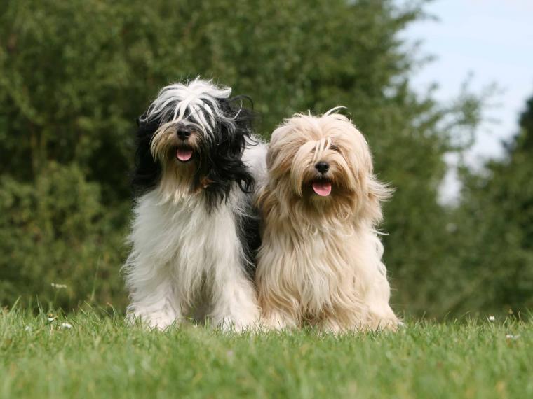 tibet terrier