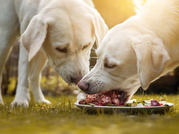 Futterumstellung auf BARF: Labradorwelpen fressen Fleisch
