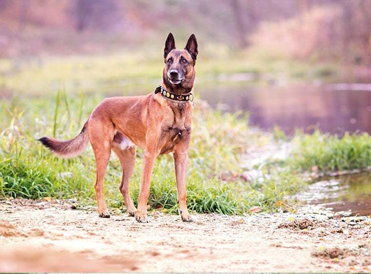 Belgischer Schäferhund