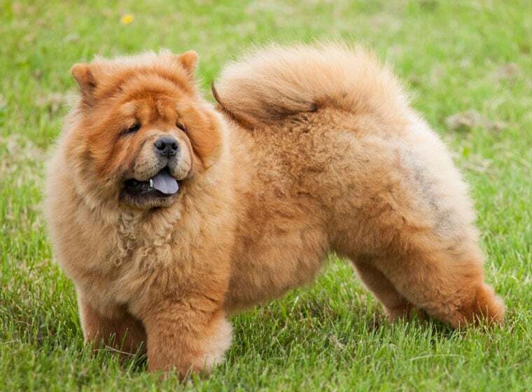Chow Chow Chow Chow
