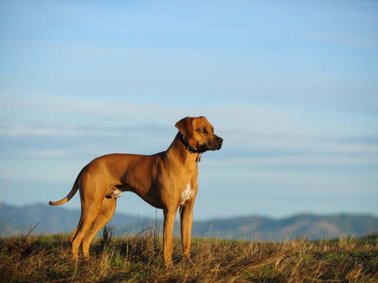 Rhodesian Ridgeback rhodesian ridgeback
