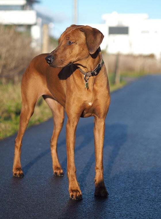 Rhodesian Ridgeback Rhodesian Ridgeback