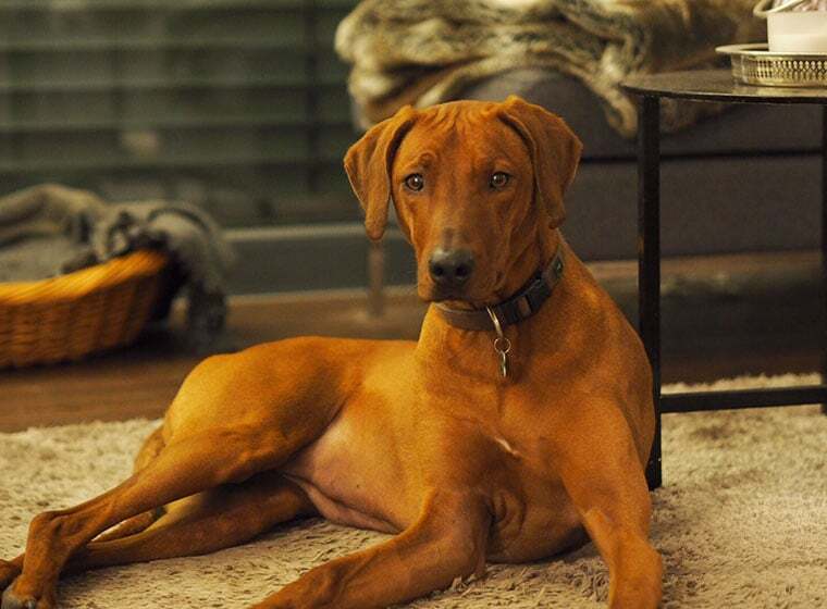 Rhodesian Ridgeback Rhodesian Ridgeback