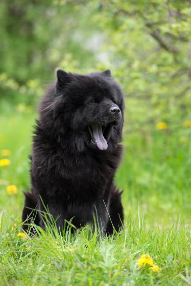 Schwarzer Chow Chow Schwarzer Chow Chow