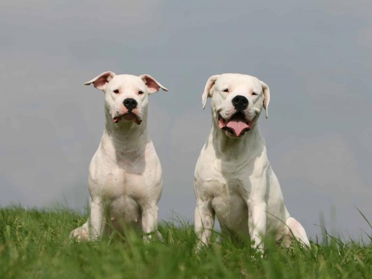 dogo argentino