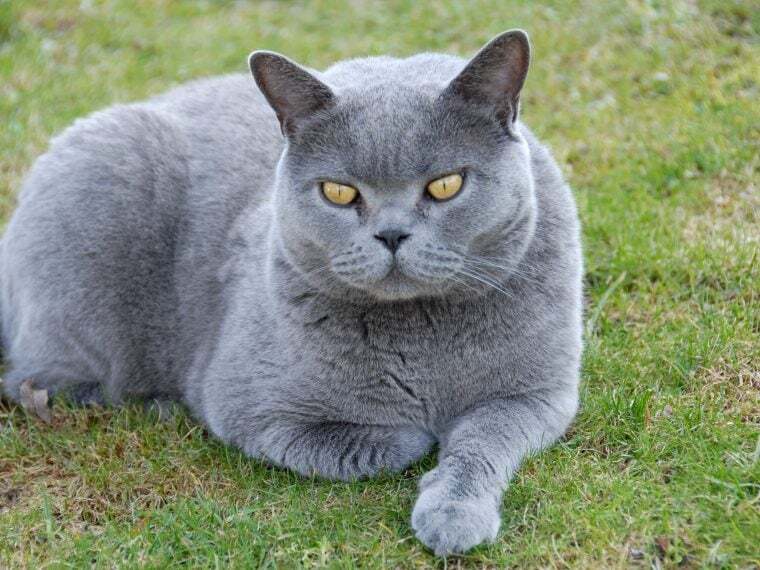 Kartäuser Katze Kartäuserkatze