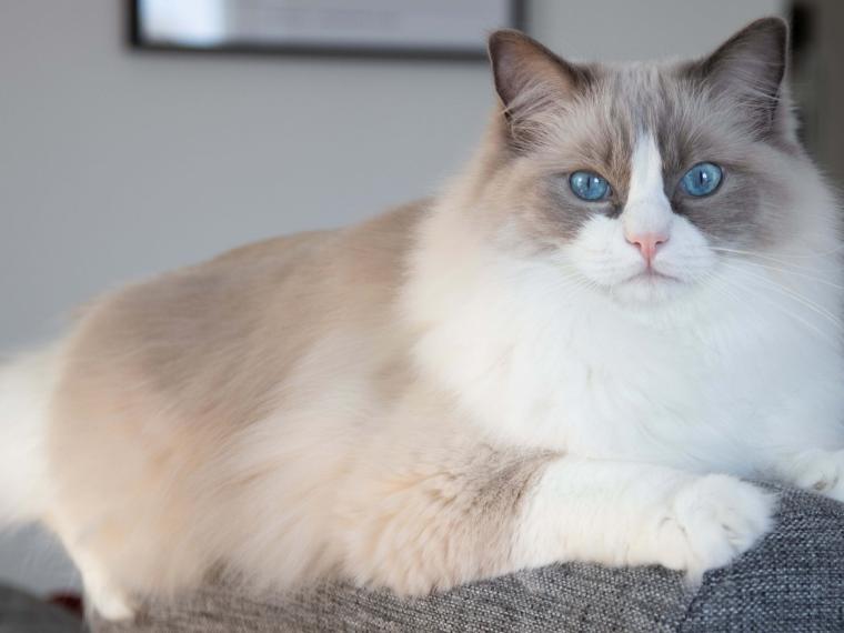 Ragdoll ragdoll