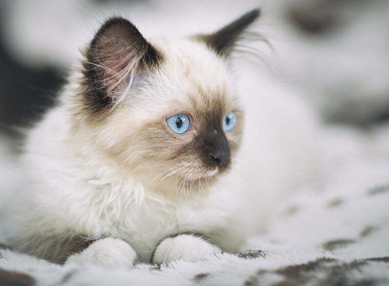 Ragdoll Junge Ragdoll Katze