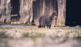 Hauskatze
