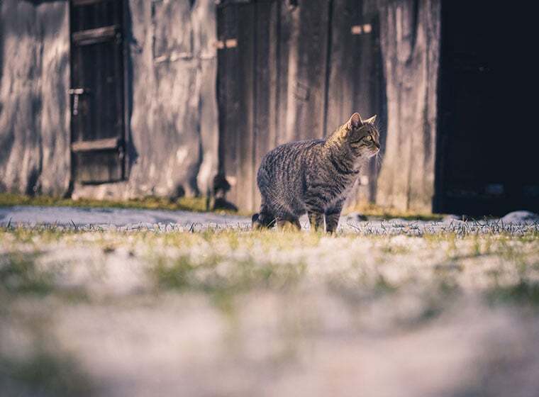Hauskatze Hauskatze
