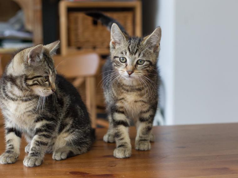 Hauskatze hauskatzen