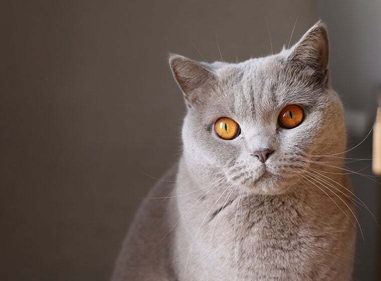 Kartäuser Katze