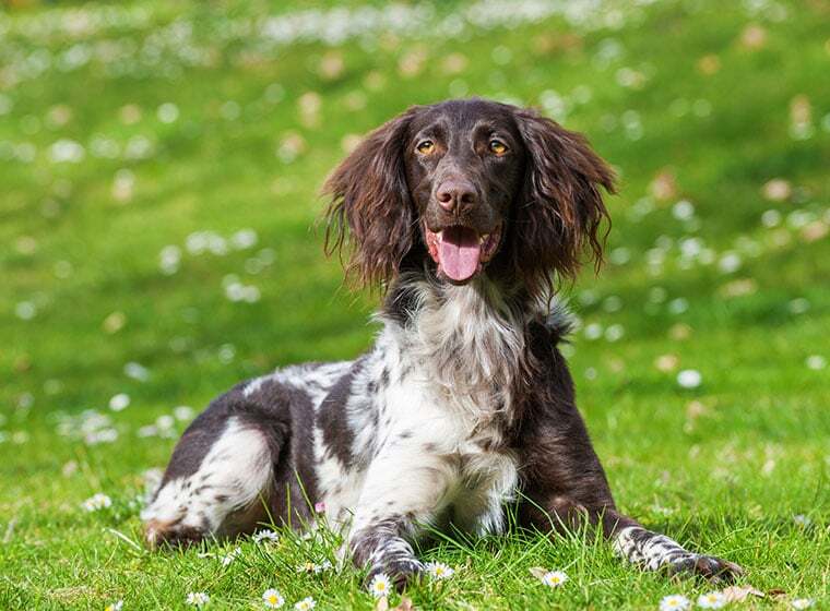 Münsterländer