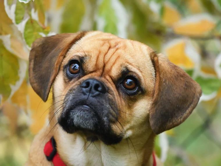 Puggle
