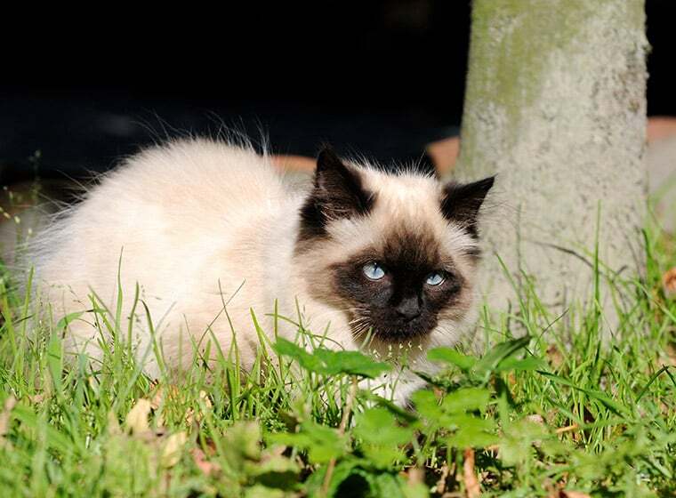 Ragdoll Ragdoll