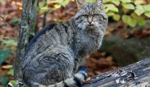 Europäische Wildkatze