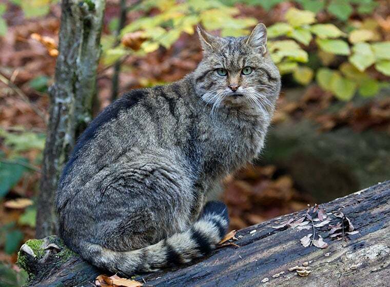 Wildkatze