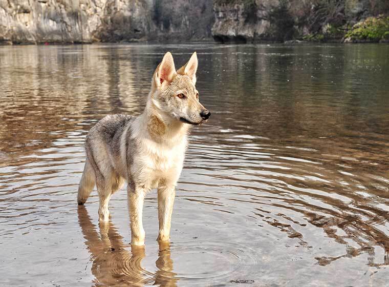 tschechoslowakischer wolfshund tschechoslowakischer wolfshund