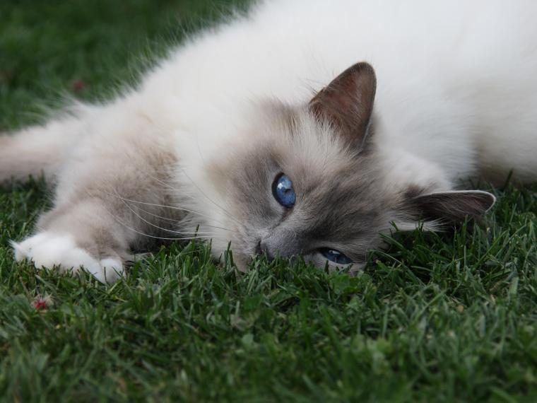Birma Katze Heilige Birma