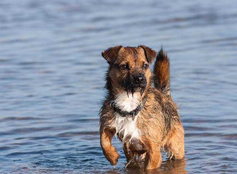 Border Terrier