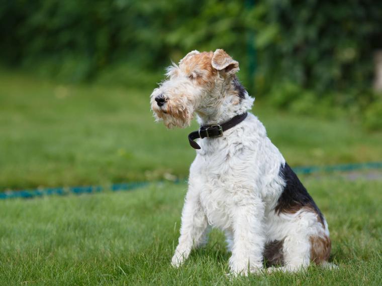 Foxterrier foxterrier