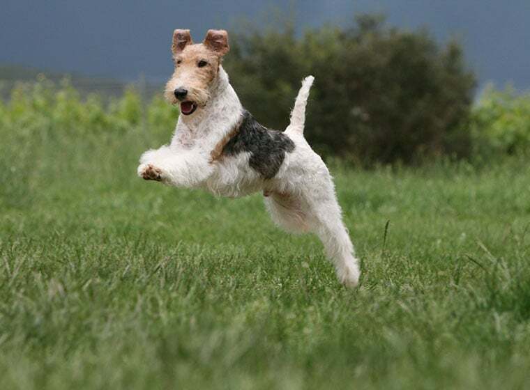 Foxterrier Foxterrier