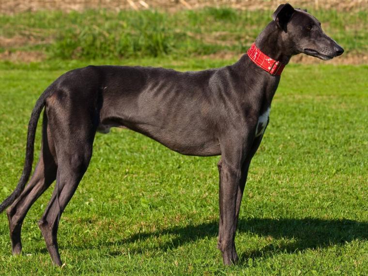 Greyhound