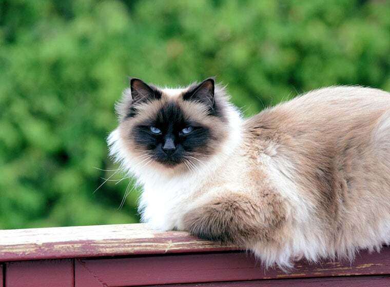 Birma Katze Heilige Birma