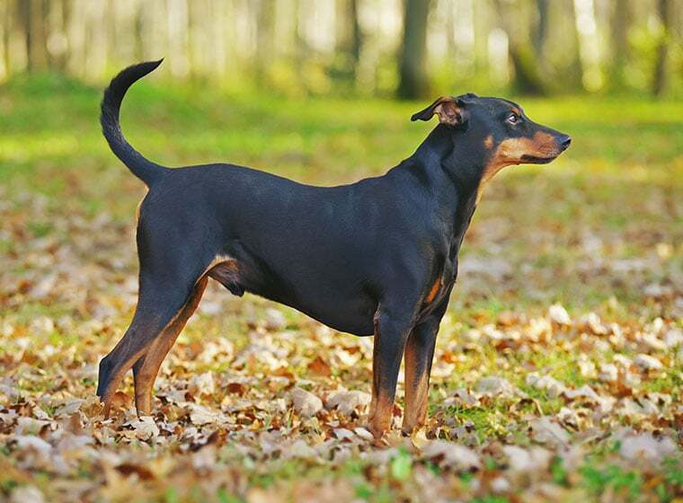 Pinscher