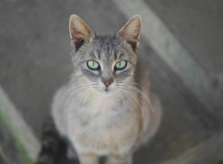 Rassekatze im Tierheim
