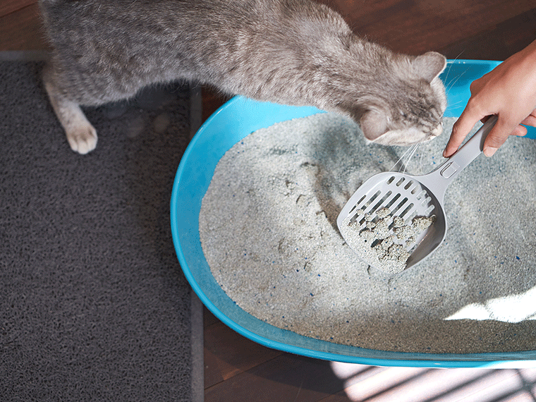 ZooRoyal Tigrooo Blue Magic Katzenklo reinigen