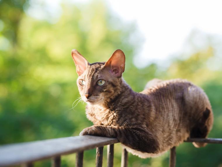 cornish rex